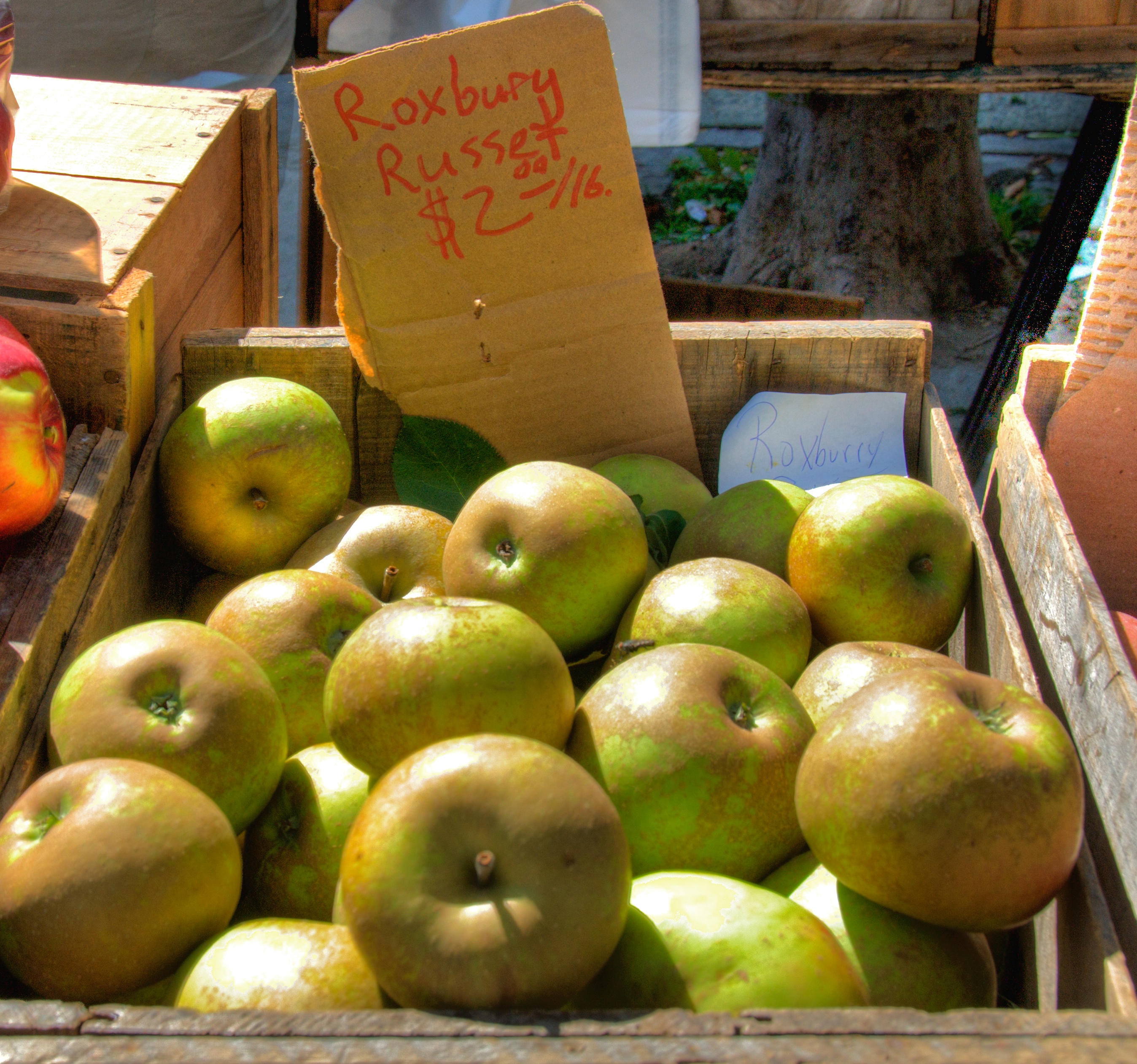 Best apples for outlet juicing